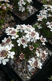 Iberis 'Little Gem' - 8cm pot 